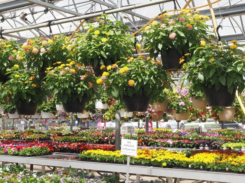 Image{width=800,height=600,url='https://www.aria.net/hubfs/industries/plant-and-flower-growing/aria-plant-and-flower-growing-transaction-closing-process.jpg',altText='How We Sell Your Commercial Nursery Cultivation Company - Transaction Closing Process',fileId=null}
