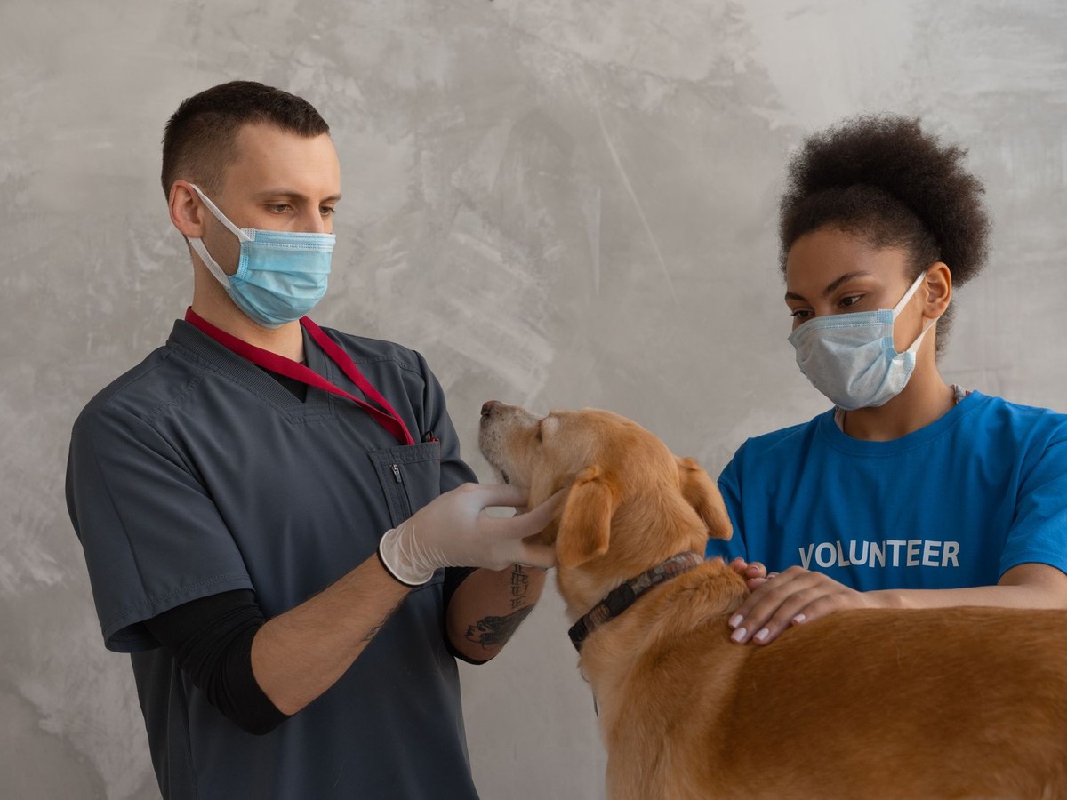 Selling a Veterinary Business