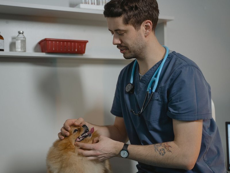 Image{width=800,height=600,url='https://www.aria.net/hubfs/industries/veterinary-animal-hospitals/aria-veterinary-animal-hospitals-transaction-closing-process.jpg',altText='',fileId=null}